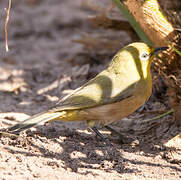 Orange River White-eye