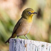 Orange River White-eye