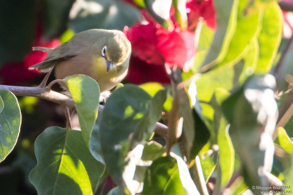 Orange River White-eye, identification, aspect, pigmentation