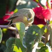 Orange River White-eye