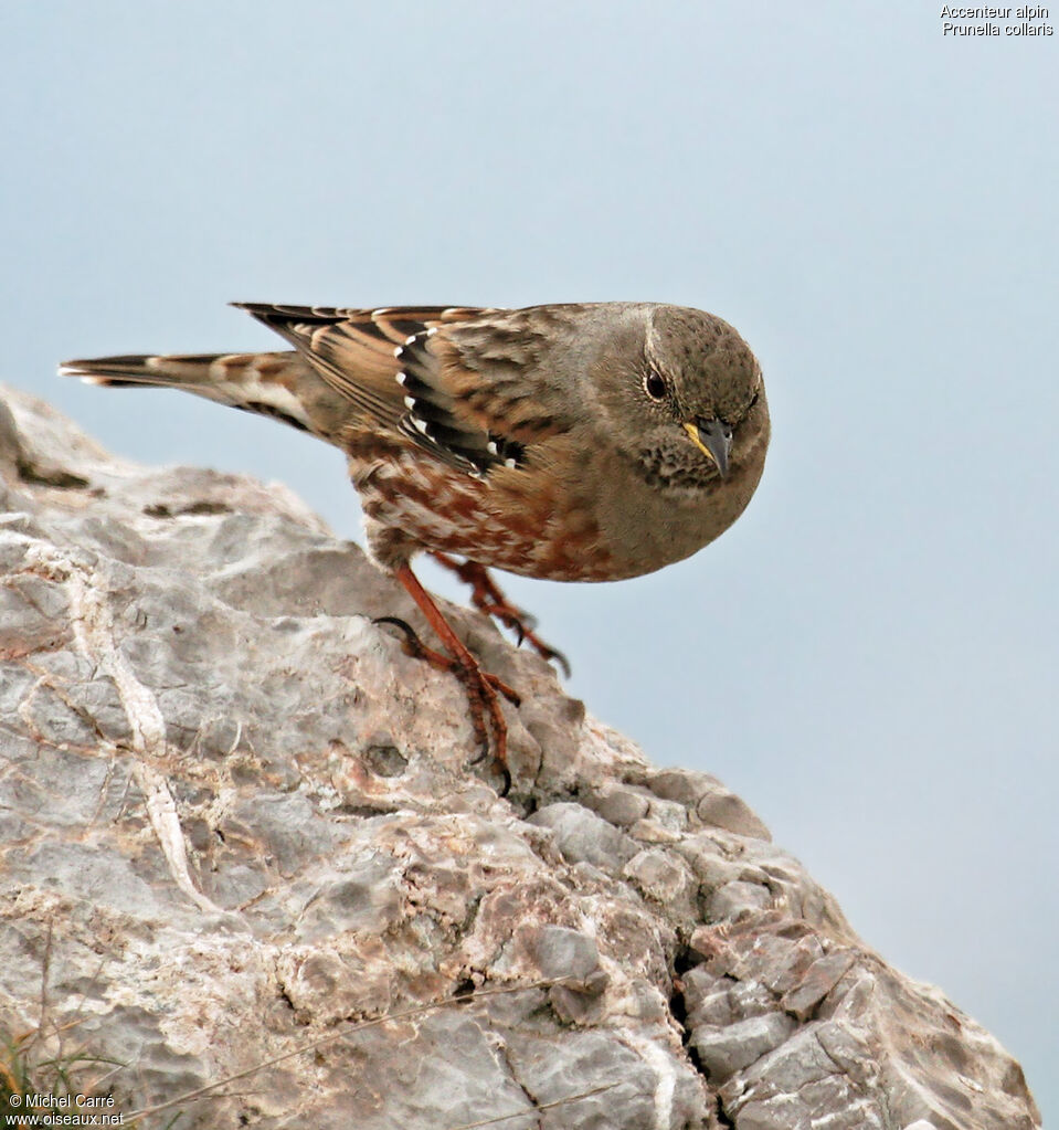 Alpine Accentoradult, identification, close-up portrait