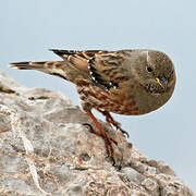 Alpine Accentor