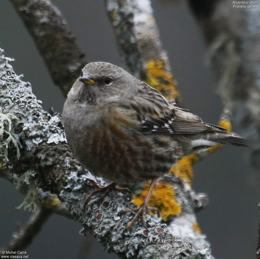 Alpine Accentoradult, identification, close-up portrait