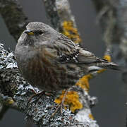 Alpine Accentor