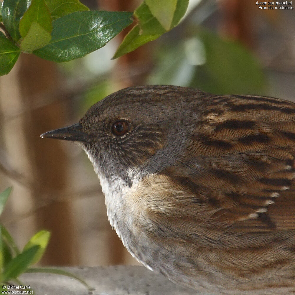 Dunnockadult, close-up portrait