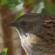 Dunnock