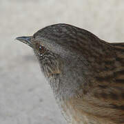 Dunnock