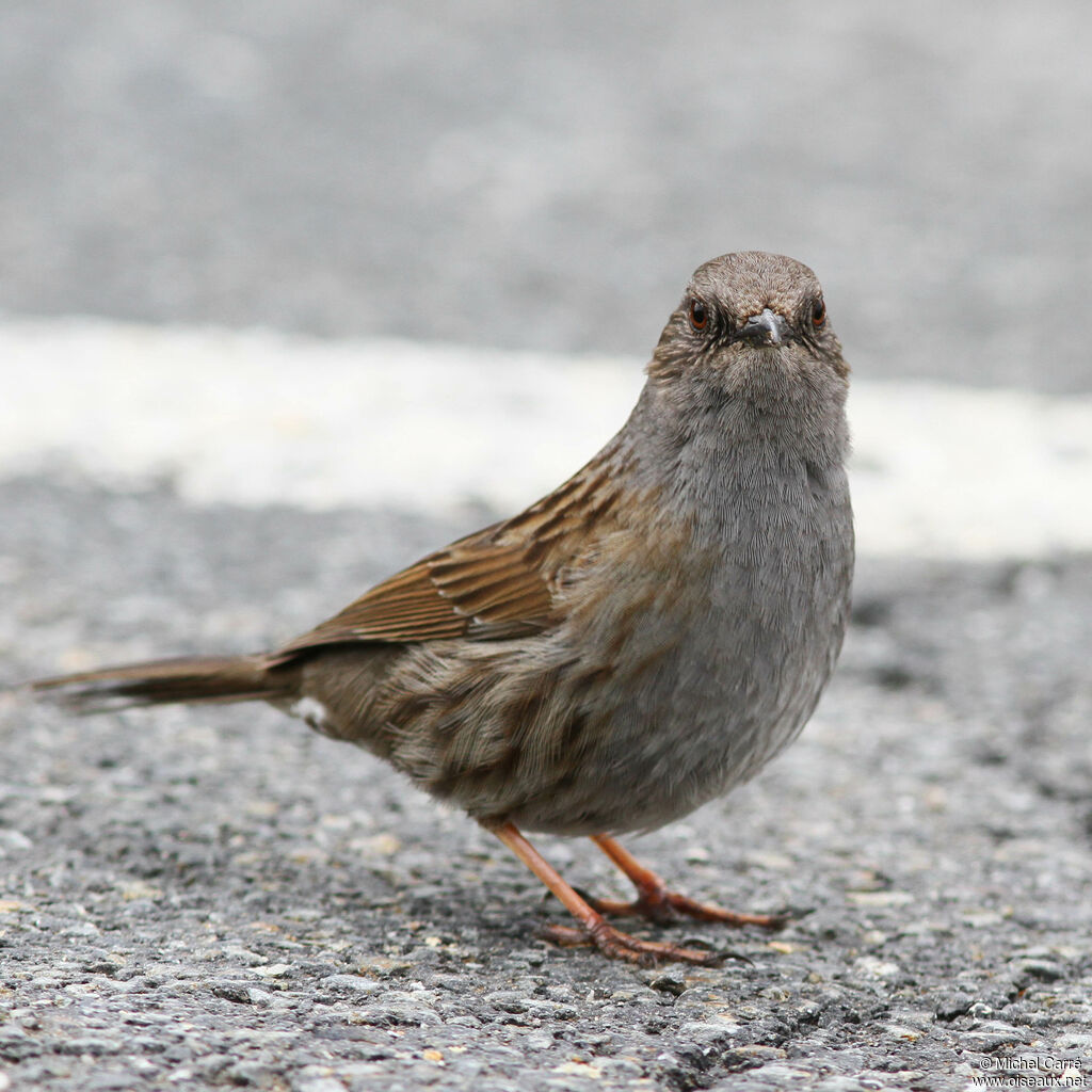 Dunnock, identification, close-up portrait