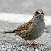 Dunnock