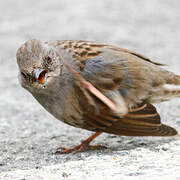 Dunnock