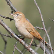 Rufous-tailed Scrub Robin