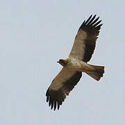 Booted Eagle