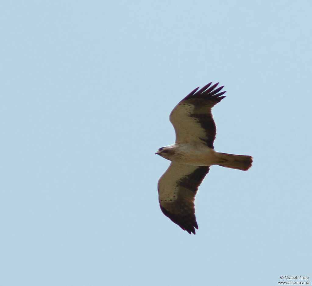 Booted Eagleadult, Flight