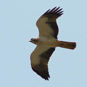 Booted Eagle