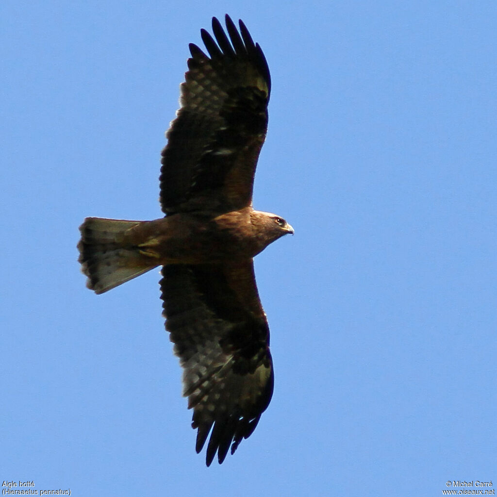 Booted Eagle