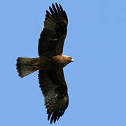 Booted Eagle