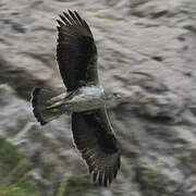 Bonelli's Eagle