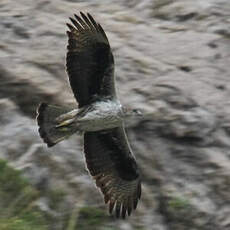 Aigle de Bonelli