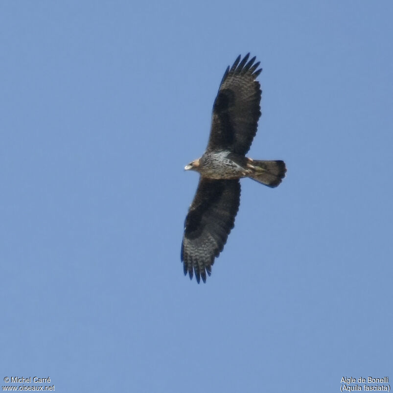 Bonelli's Eagle