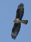 Bonelli's Eagle