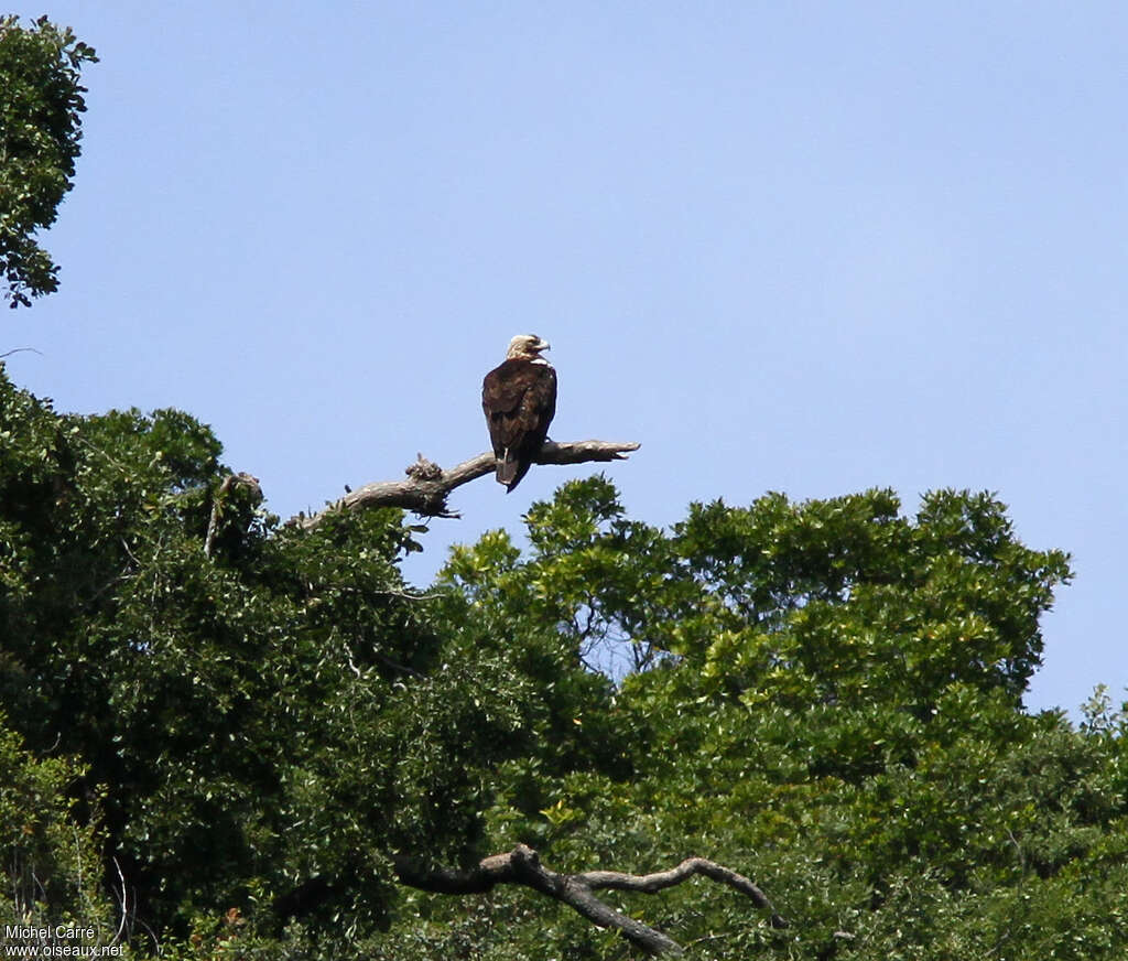 Aigle ibériqueadulte, habitat, pêche/chasse