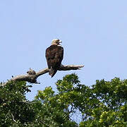 Aigle ibérique