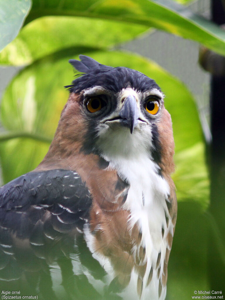 Aigle orné, portrait