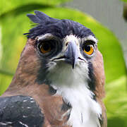 Ornate Hawk-Eagle