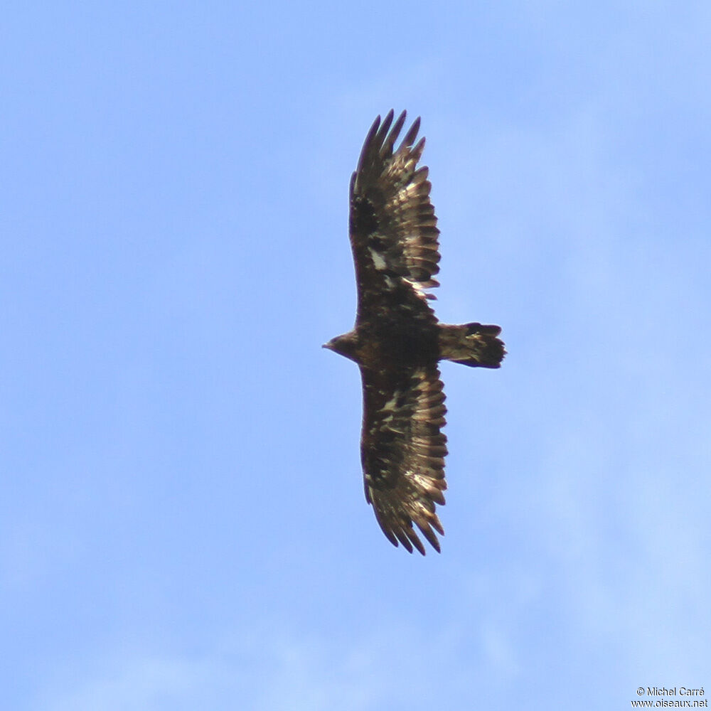 Golden Eaglesubadult, Flight