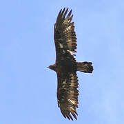 Golden Eagle