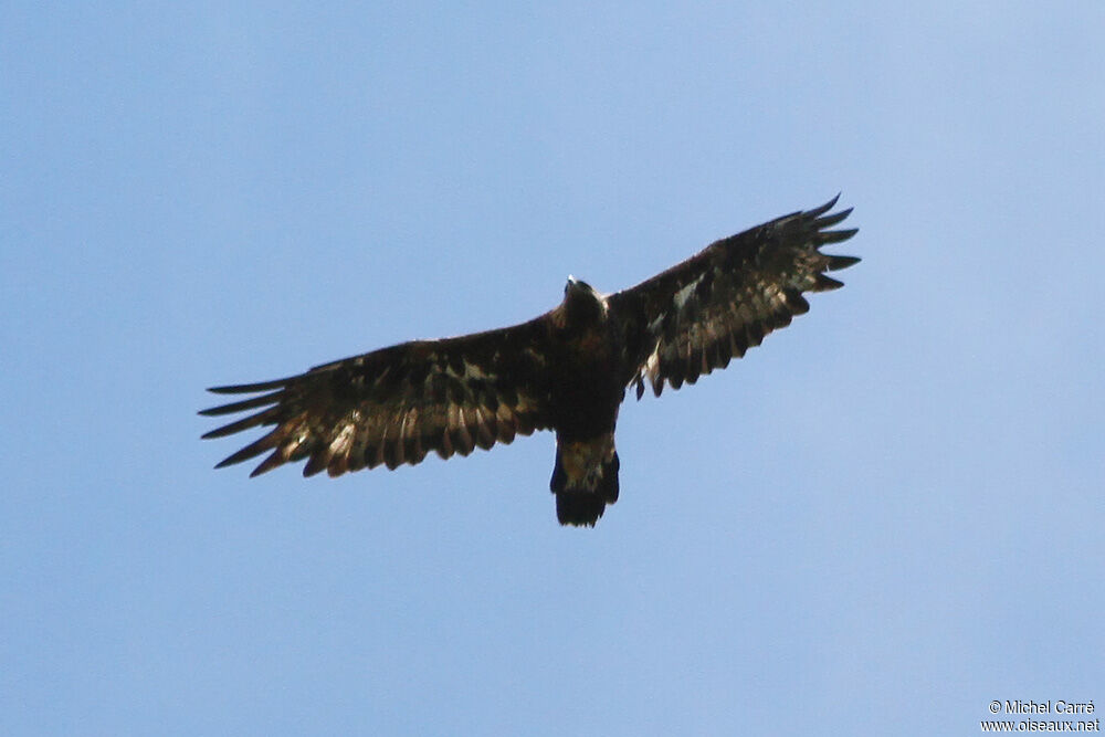 Golden Eaglesubadult, Flight