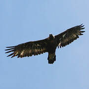 Golden Eagle