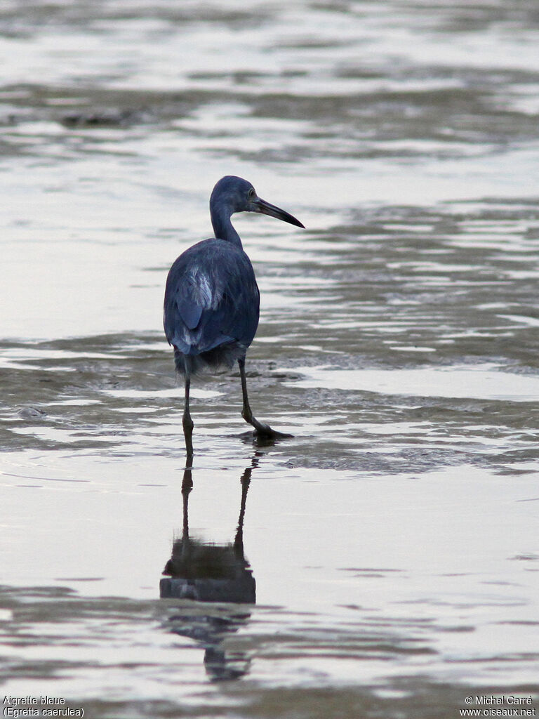 Little Blue Heron