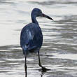 Aigrette bleue