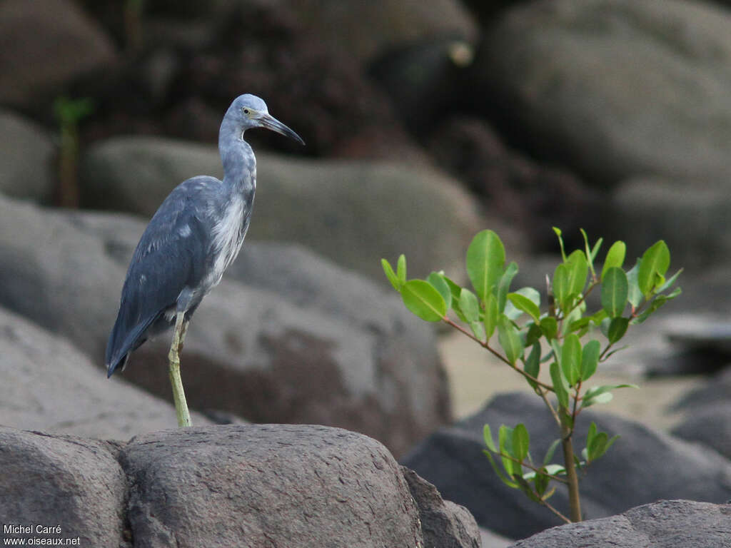 Little Blue HeronSecond year, habitat