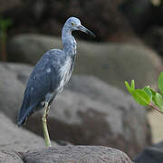 Little Blue Heron