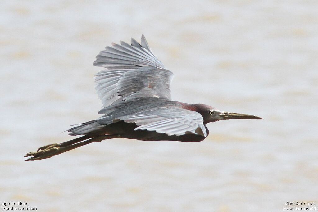 Little Blue Heronadult, Flight