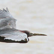 Little Blue Heron