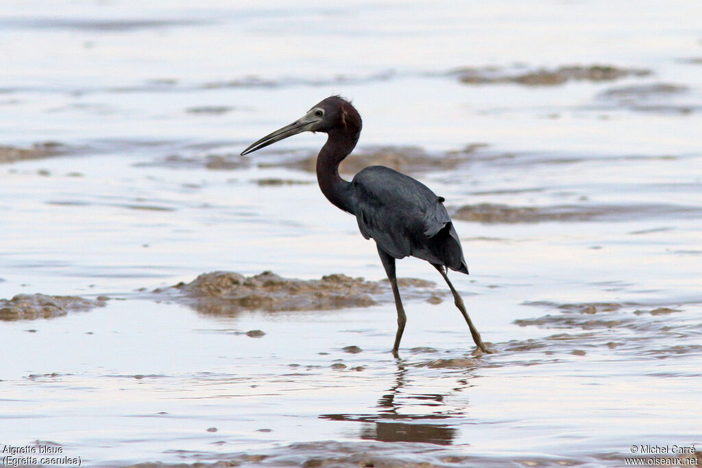 Little Blue Heronadult