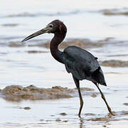 Little Blue Heron