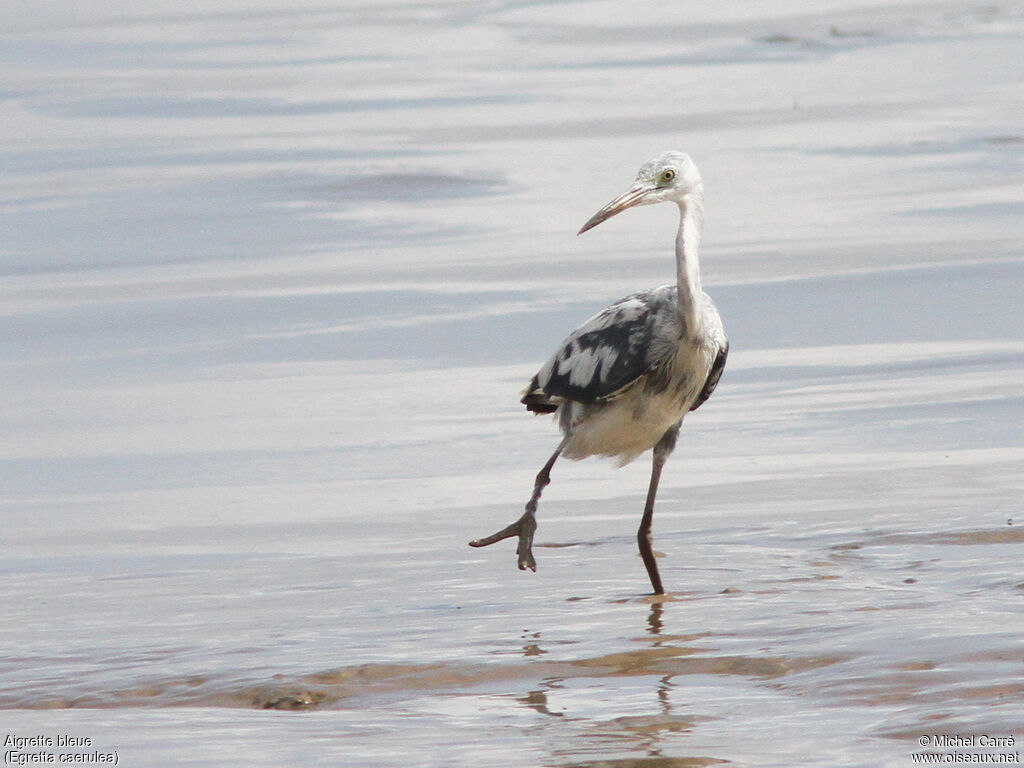 Aigrette bleueimmature