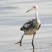 Little Blue Heron