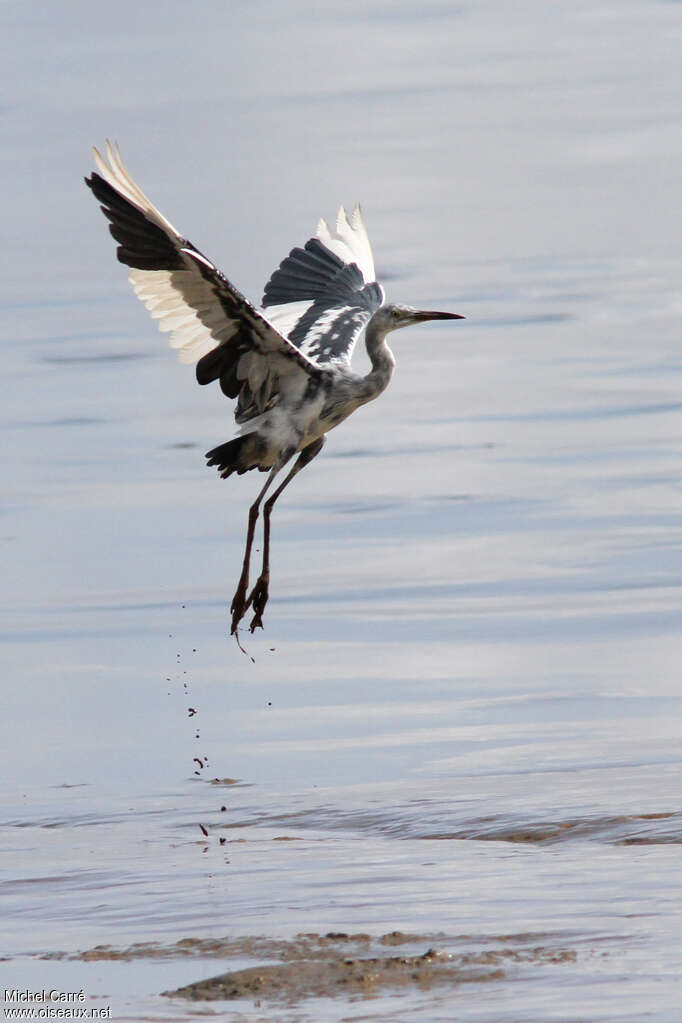 Little Blue HeronSecond year, Flight