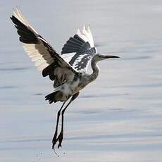 Aigrette bleue