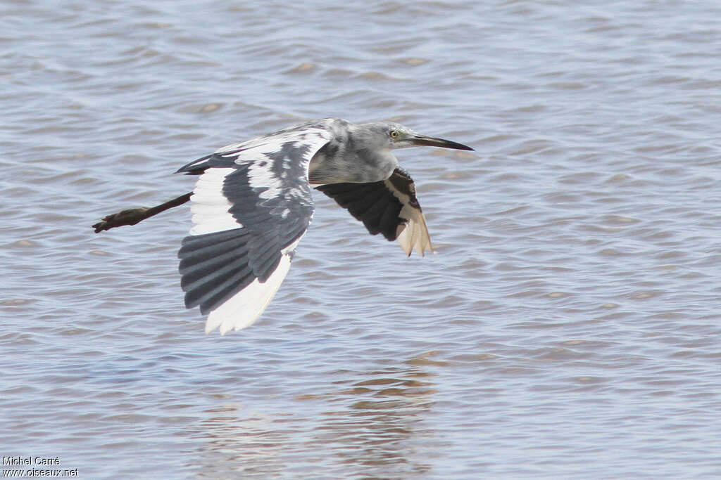 Aigrette bleueimmature