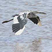 Little Blue Heron