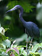 Aigrette bleue