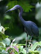 Little Blue Heron