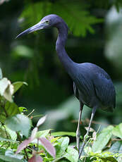 Aigrette bleue