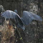 Western Reef Heron